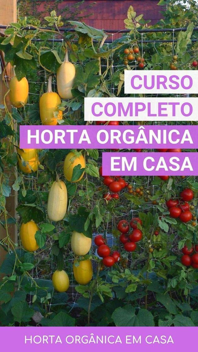 Moda Como organizar sua horta em casa