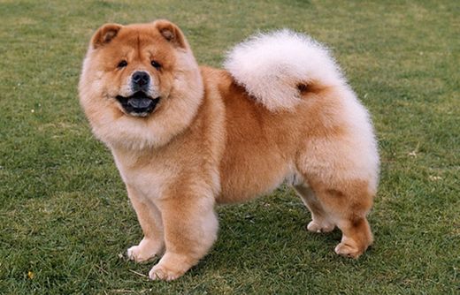 Chow chow 