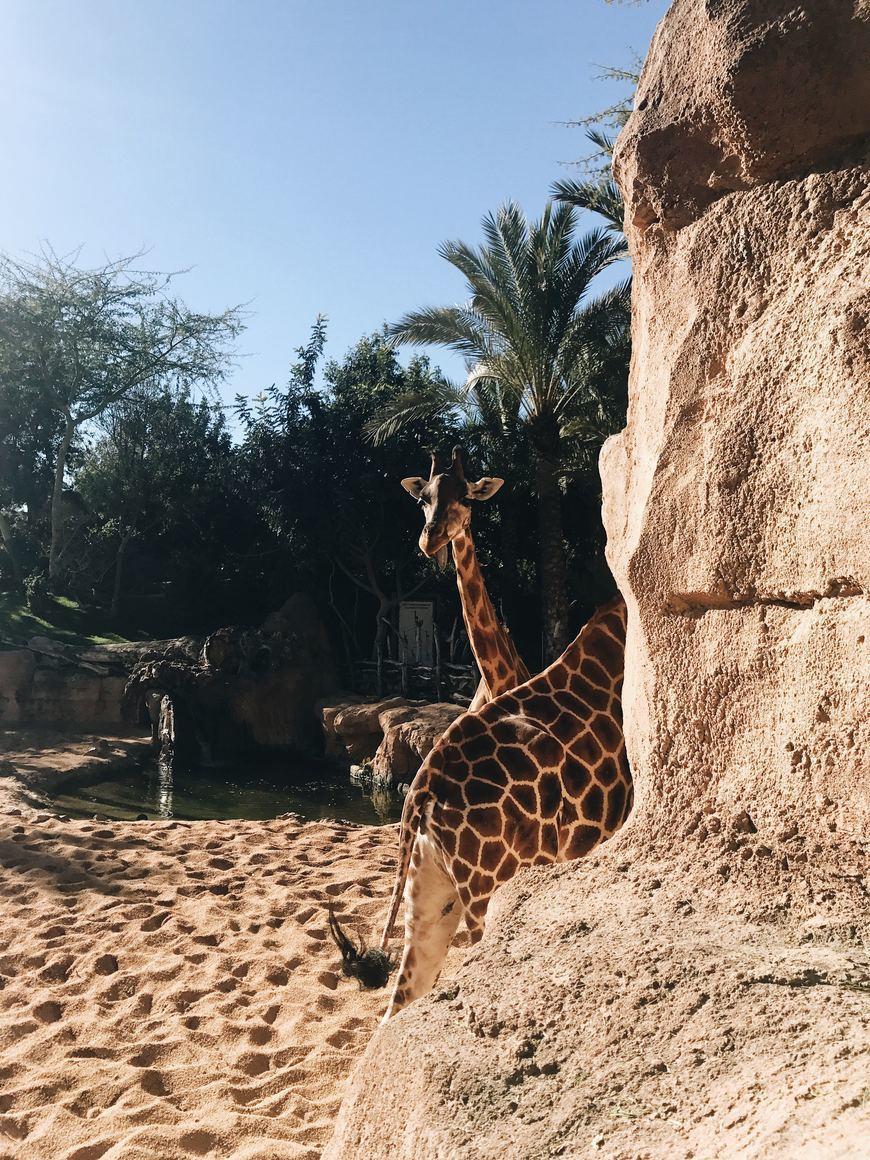 Lugares Bioparc Valencia