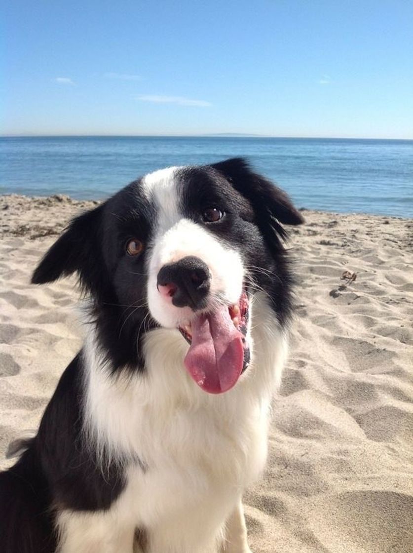 Moda DOG BORDER COLLIE