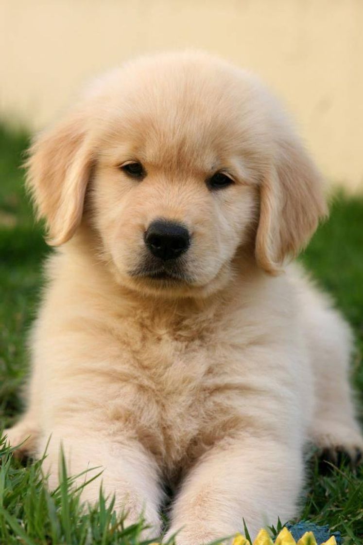 Moda Golden Retriever baby