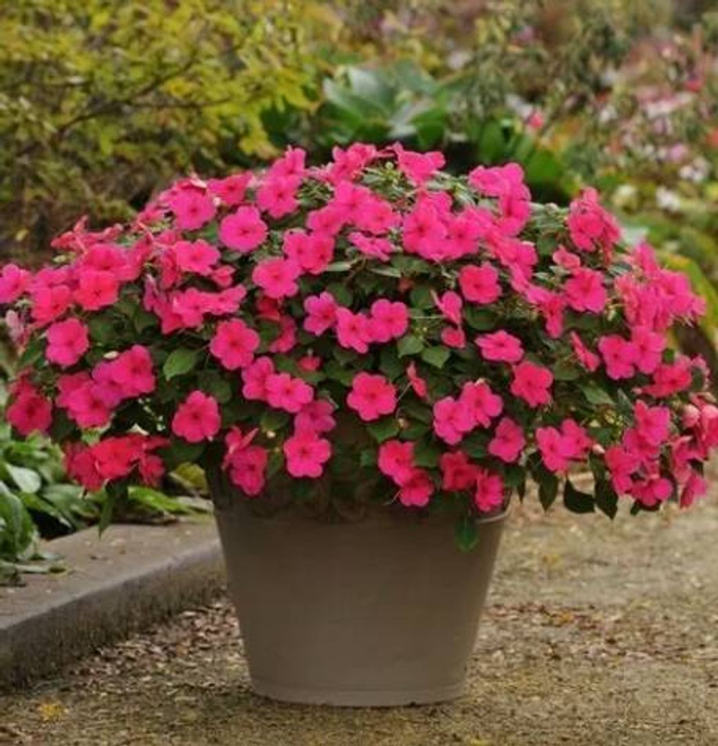 Producto Vinca Rosa