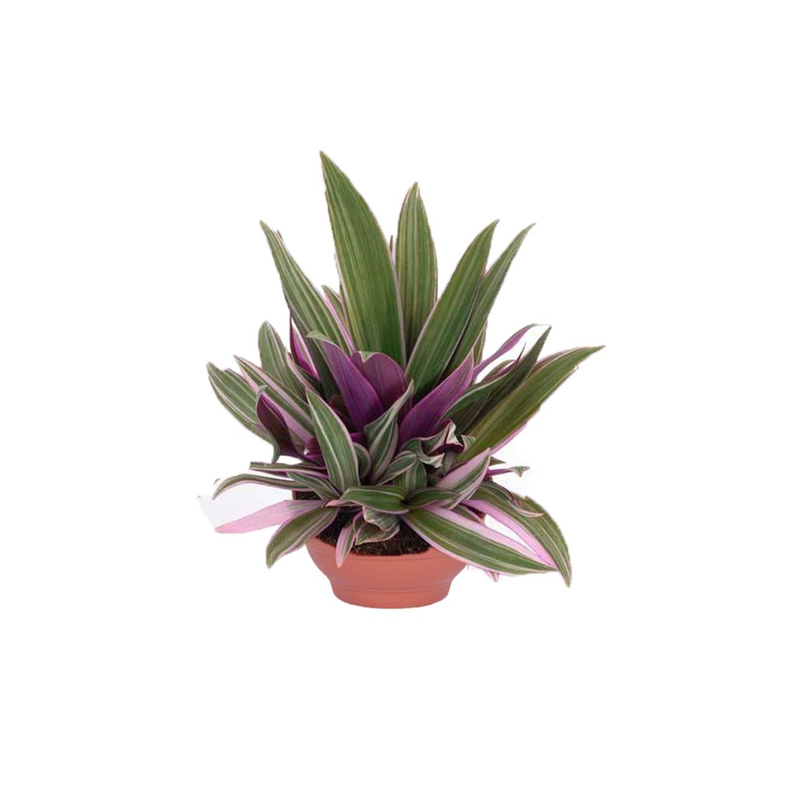 Tradescantia Cuia