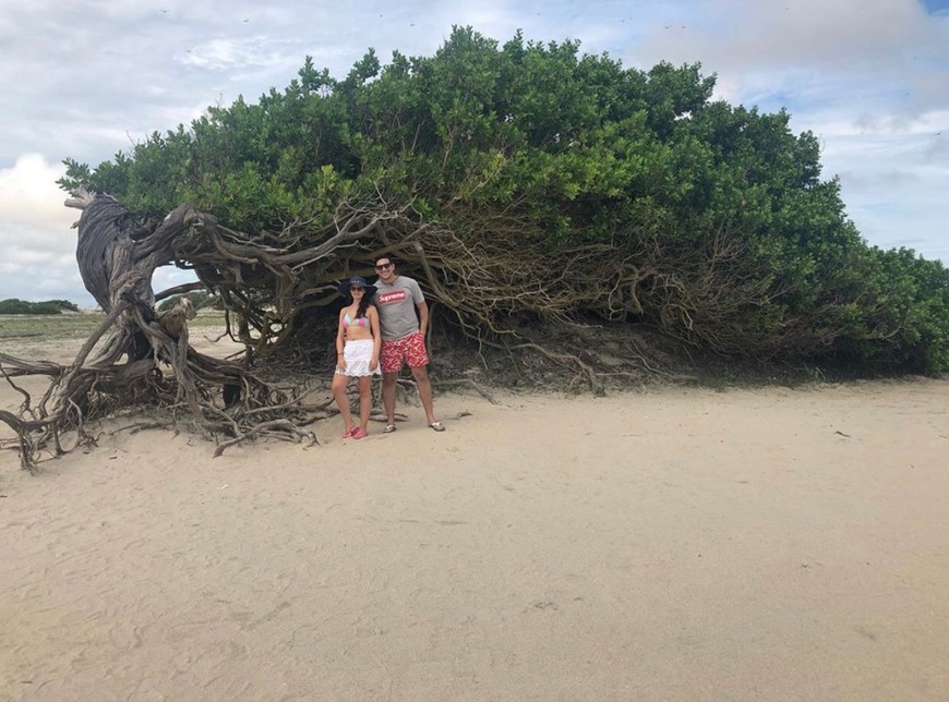 Social Árvore da Preguiça - Jericoacoara 