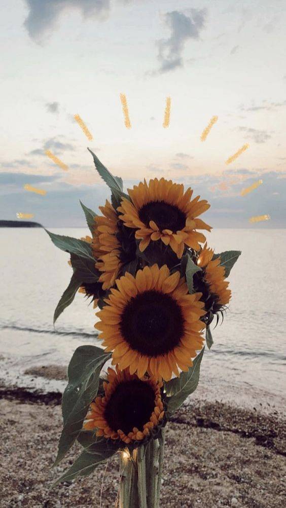 Social Wallpaper 🌻