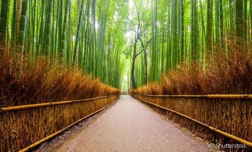 Bosque de Bambu do Templo de Saga