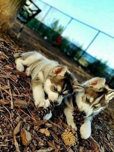 Husky siberiano❄️🐺