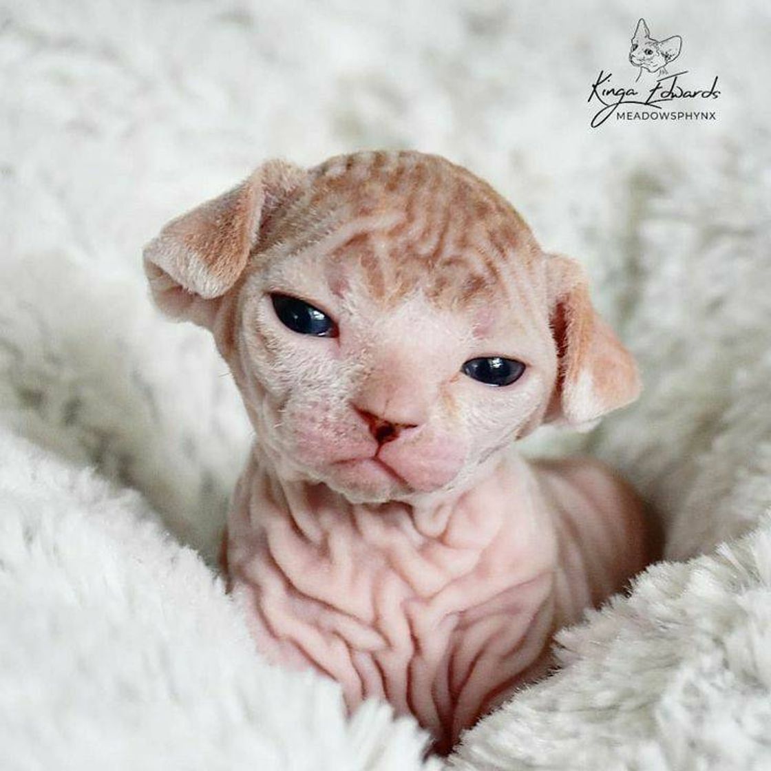 Fashion Gatos Sphynx kittens