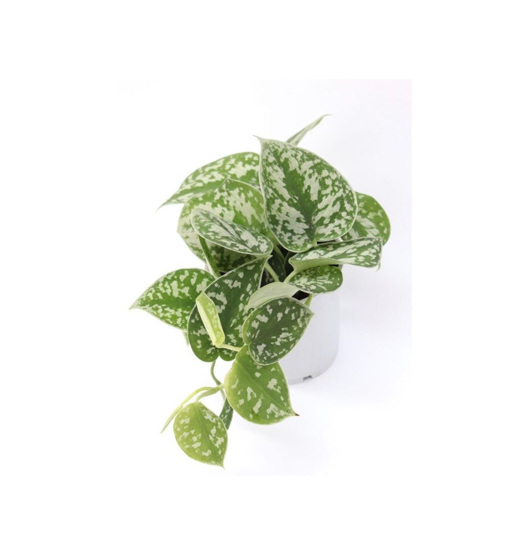 Social Epipremnum pictus 'Argyraeus'