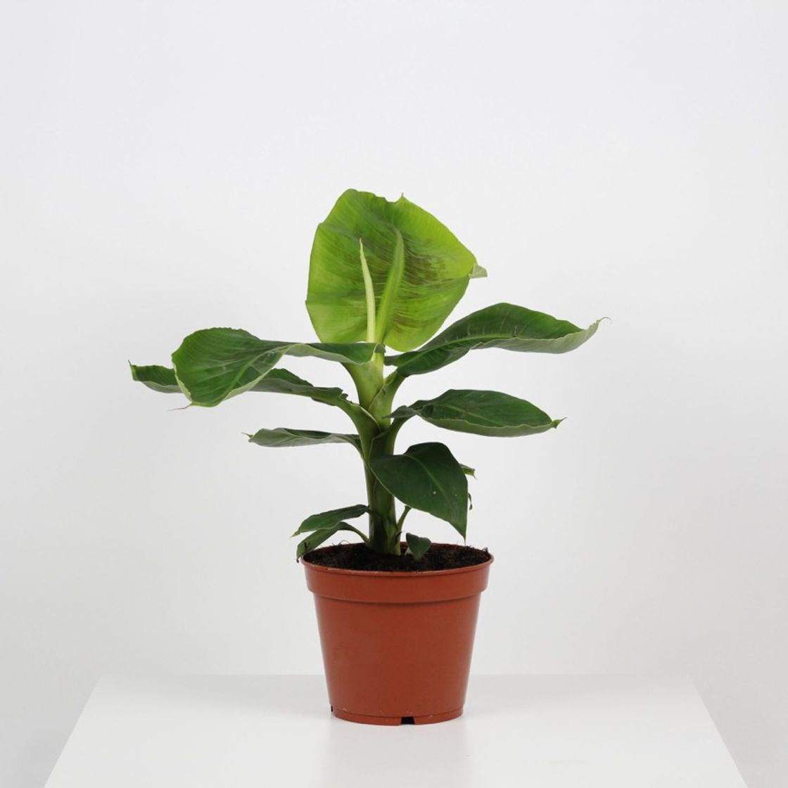 Social Musa Tropicana - Bananeira