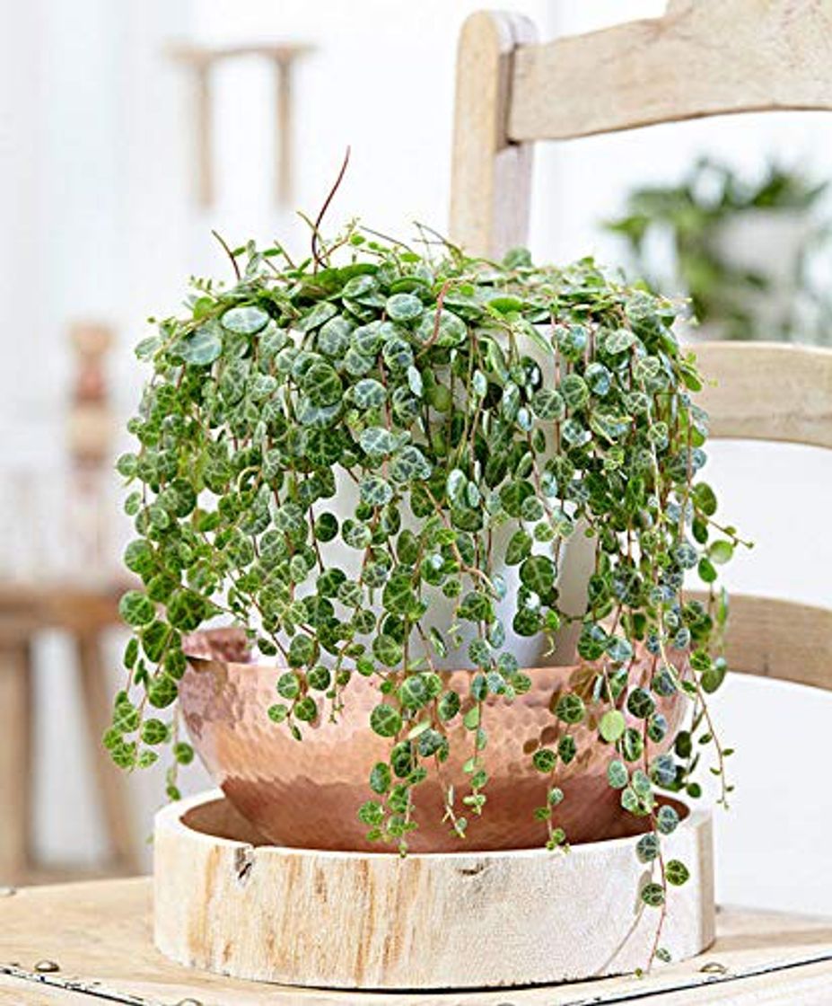 Producto Portal Cool Las semillas 100pcs Peperomia prostrata Bonsai Bonsai flor exÃ³tica melÃ³n Hojas DecoraciÃ³n