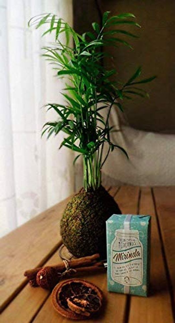 Producto Kokedama Chamaedorea