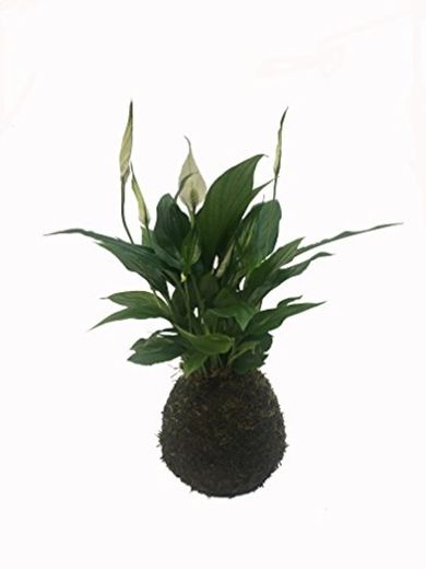 Kokedama - Kokedama Spatiphyllium - Altura aprox. 35cm. - Planta viva -