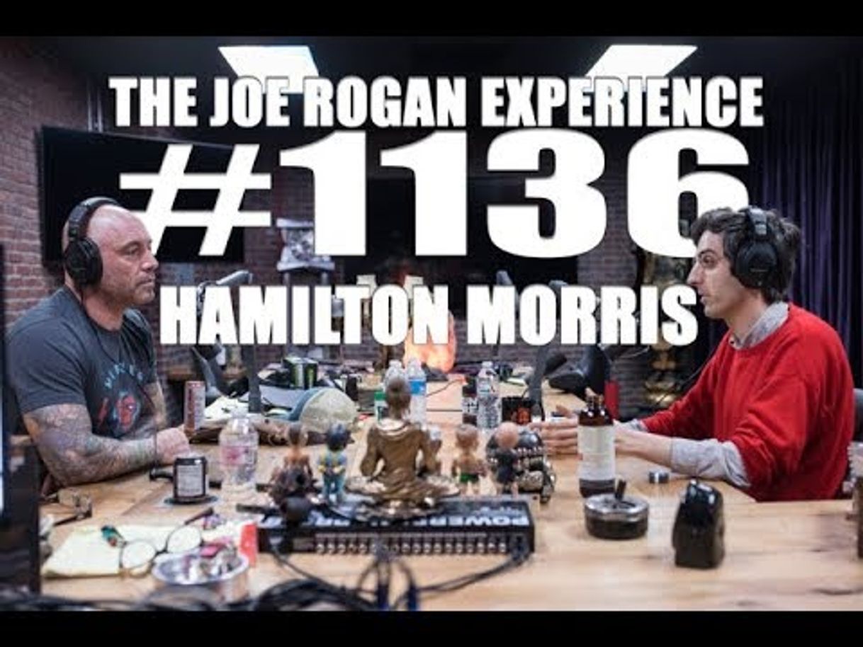 Social Joe Rogan Experience #1136 - Hamilton Morris - YouTube