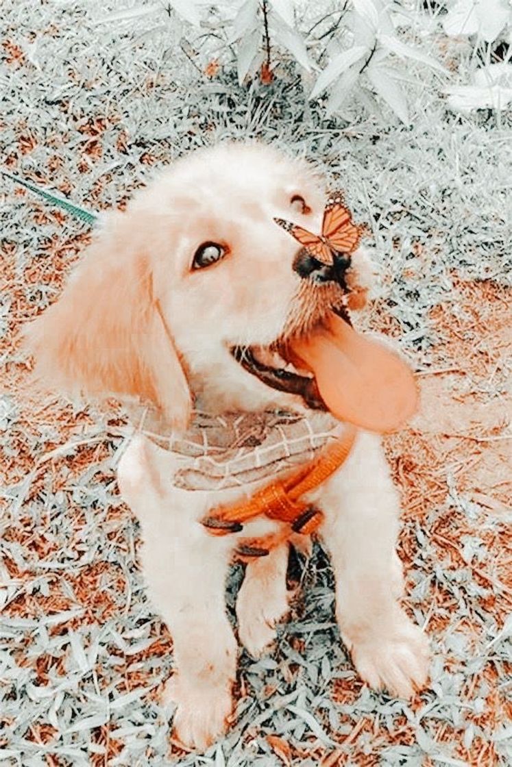 Moda Cachorro golden com borboleta 