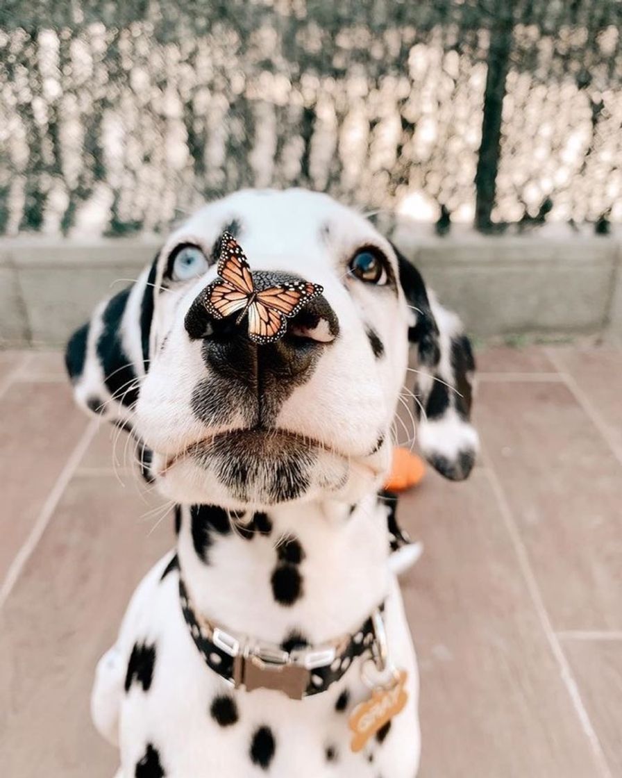 Moda Cachorro dálmata com borboleta 