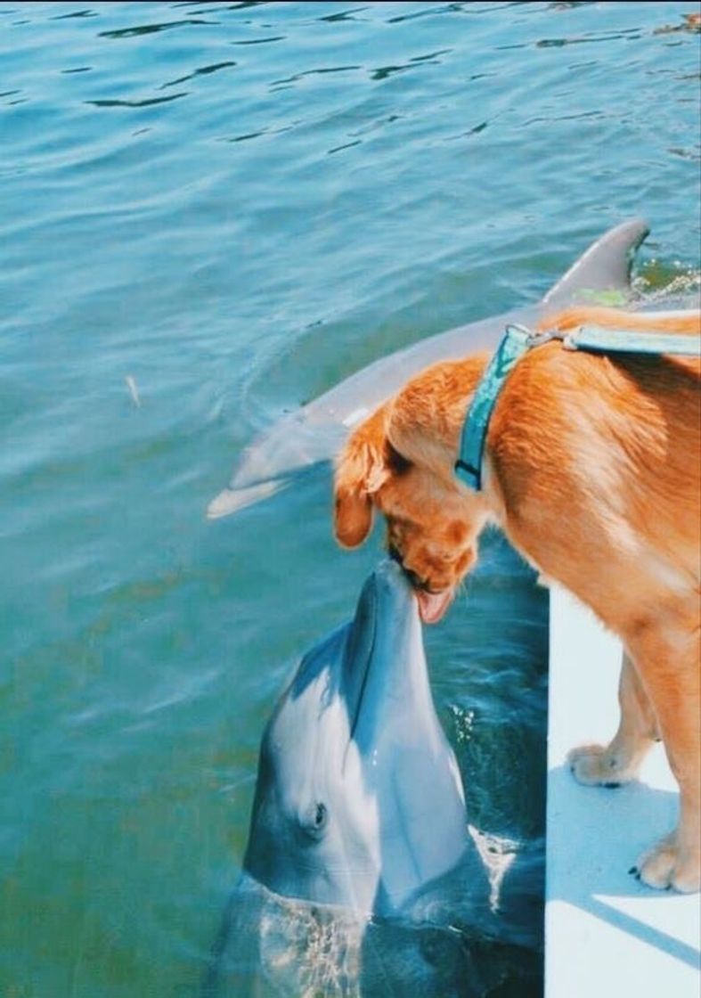 Moda Cachorro com golfinho 