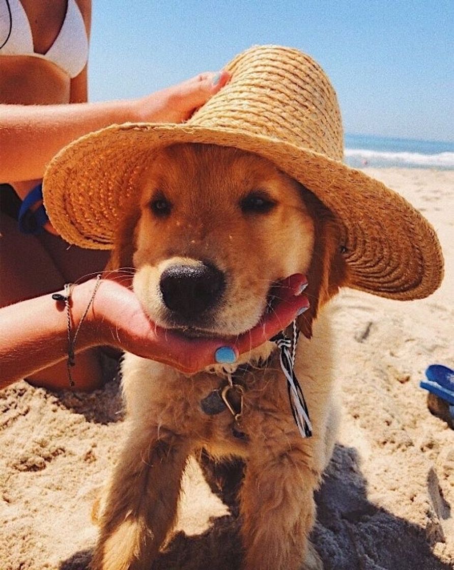 Moda Cachorro golden na praia de chapéu 