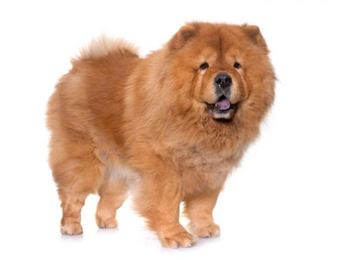 Moda Cachorro Chow chow 