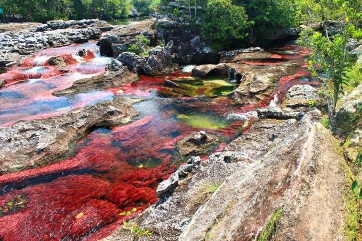 Place Caño Cristales