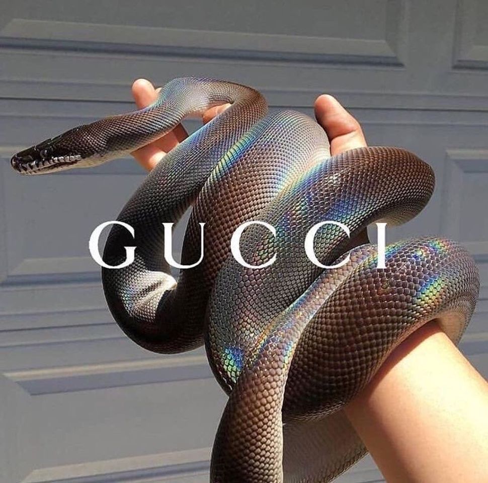 Moda GUCCI🐍