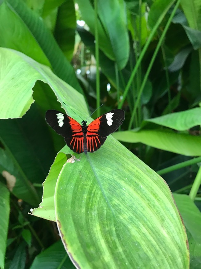 Lugares La Serre Aux Papillons