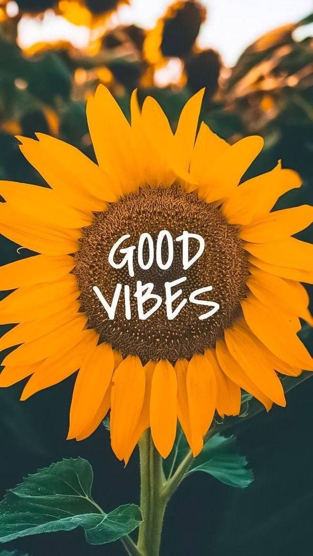 Moda 🌻Good Vibes🌻