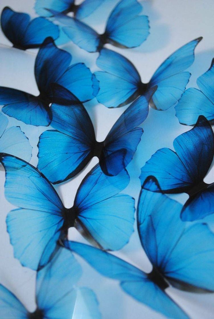 Fashion Blue Butterfly