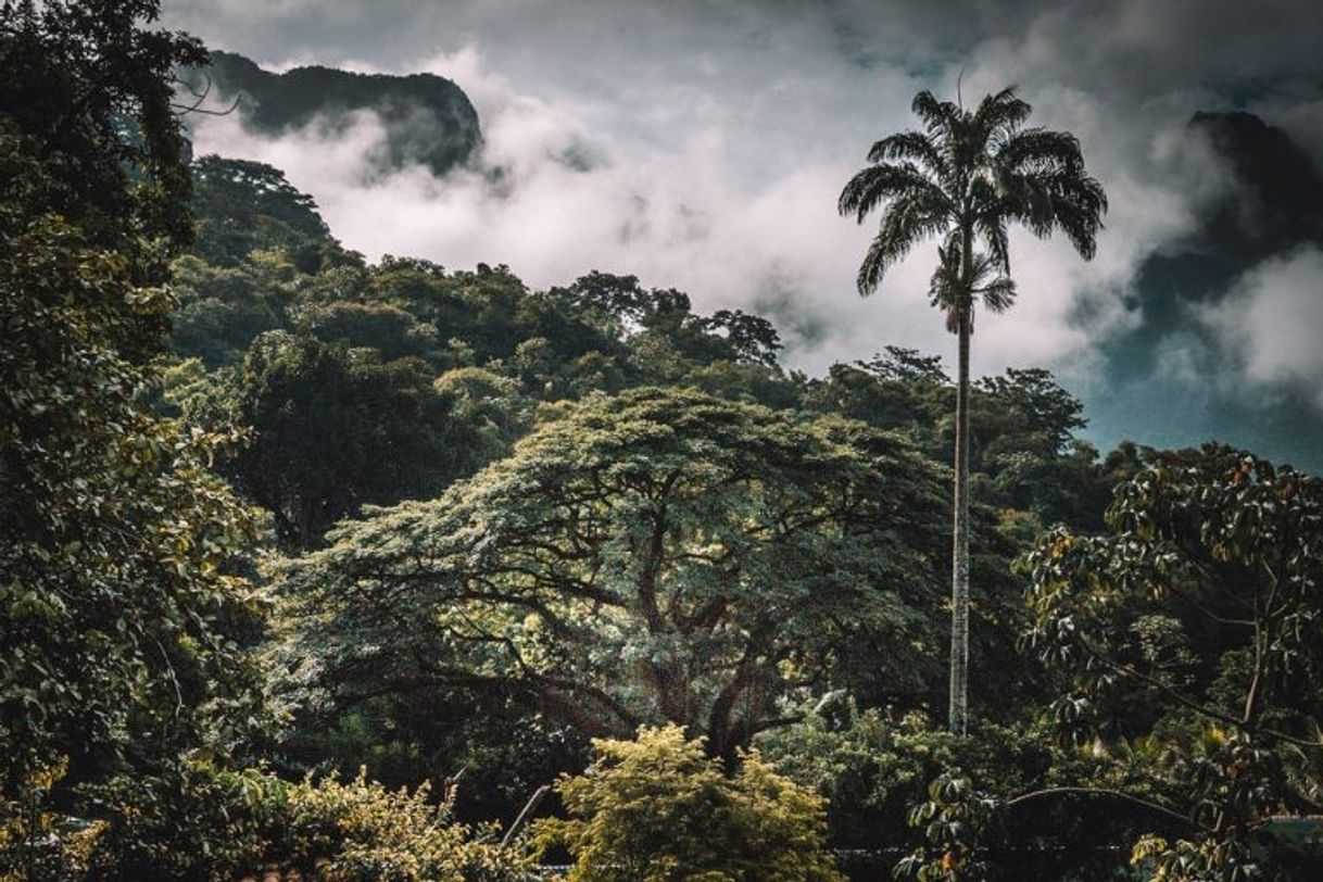 Place Floresta da Tijuca