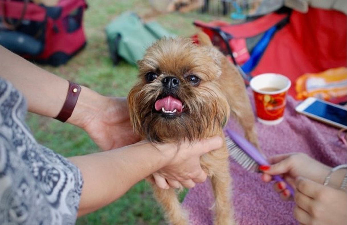 Fashion Affenpinscher