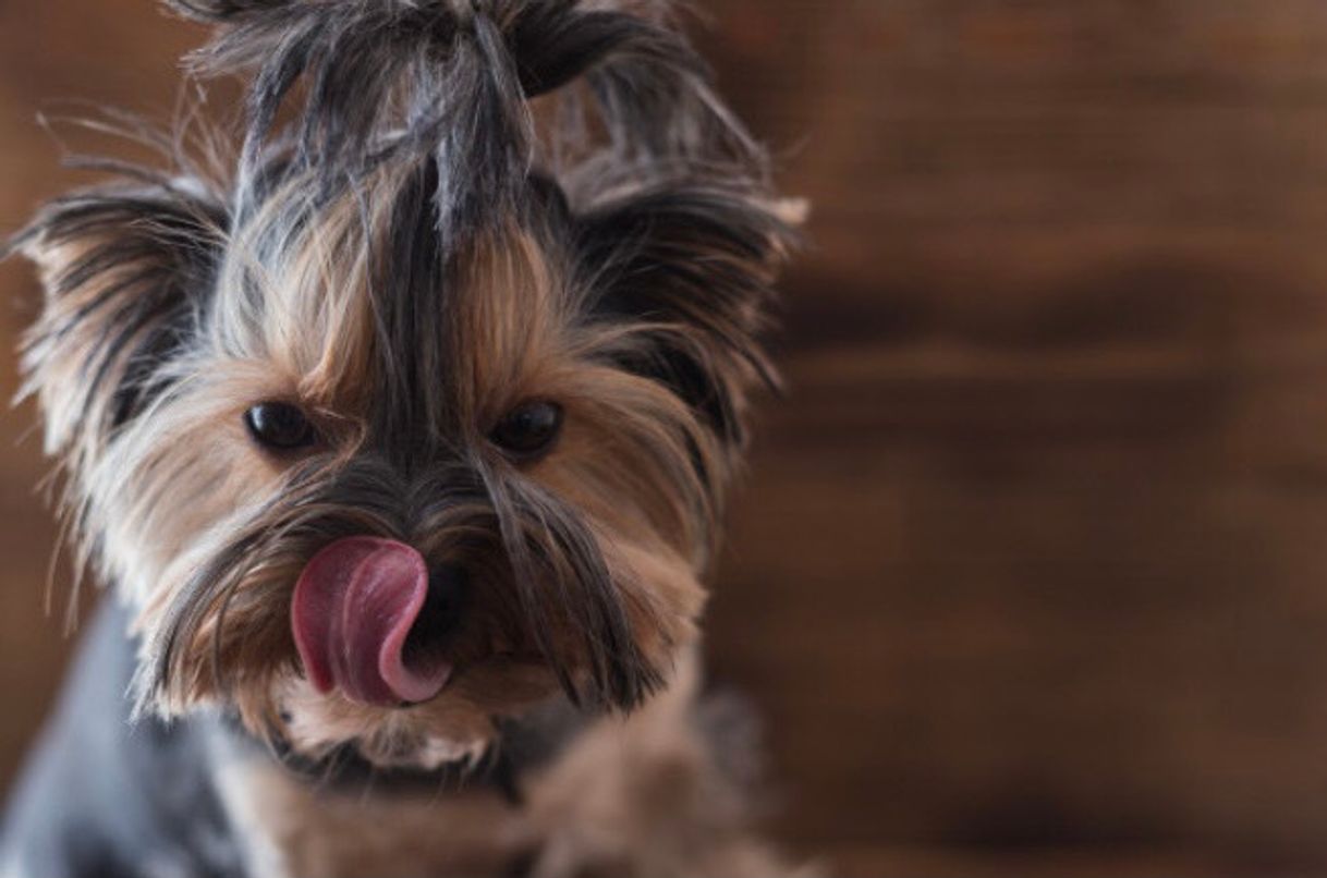 Fashion Yorkshire Terrier