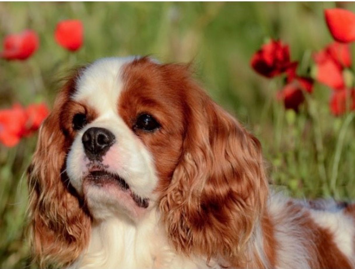 Fashion  Cavalier King Charles Spaniel 