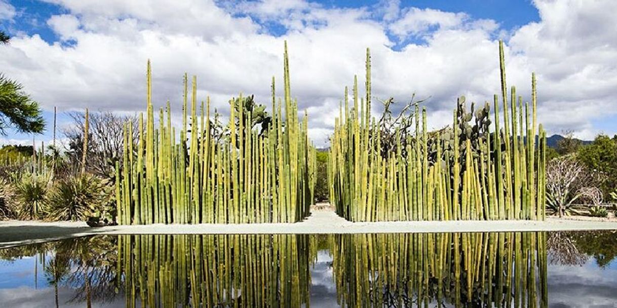 Place Jardín Etnobotánico de Oaxaca