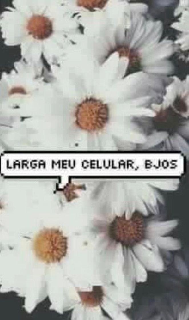 Social 🌻