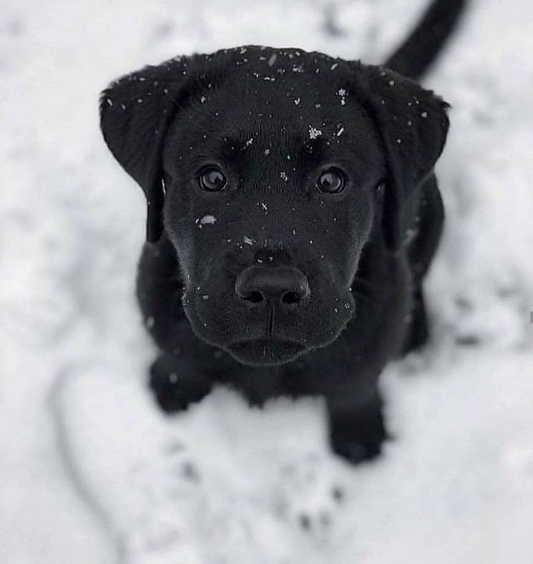 Fashion Black Dog🖤😍