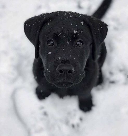 Black Dog🖤😍