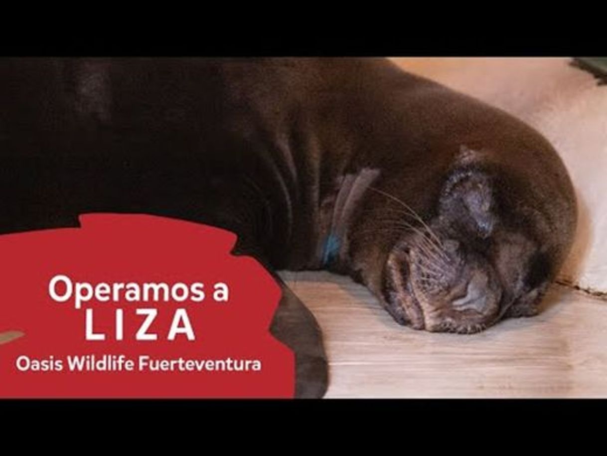 Social Operamos a LIZA, el león marino - YouTube