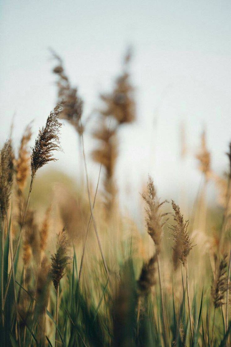 Moda Wallpaper de 🌾 