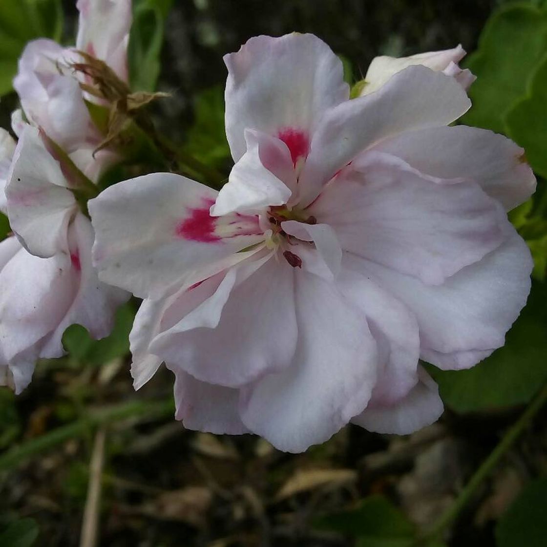 Fashion Florzinha desta sexta 