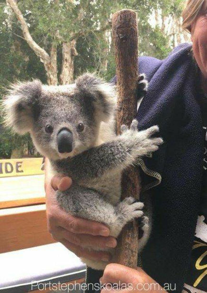 Fashion Koala