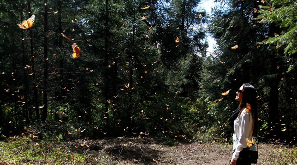 Lugares Santuario de la Mariposa Sierra Chincua