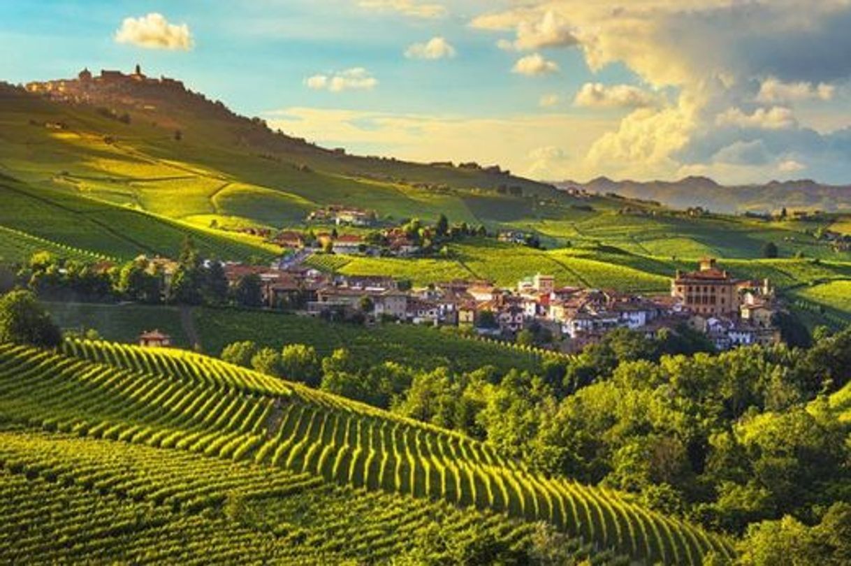 Fashion Vineyard Landscape of Piedmont: Langhe-Roero and Monferrato