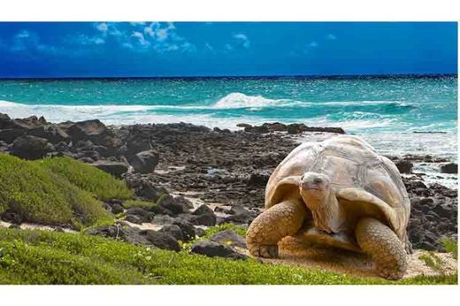 Galapagos Islands