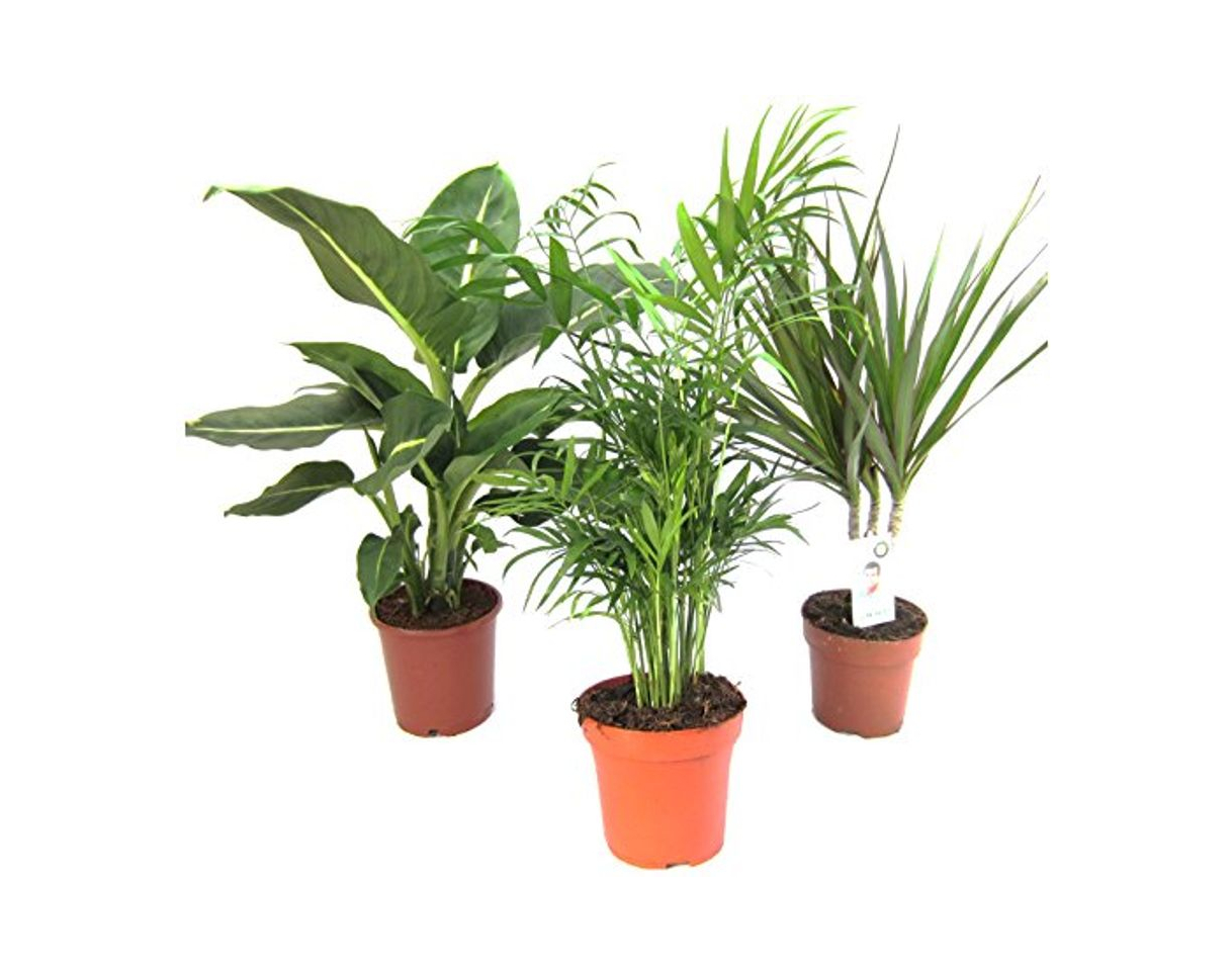 Product Plantas de Mix II Juego de 3