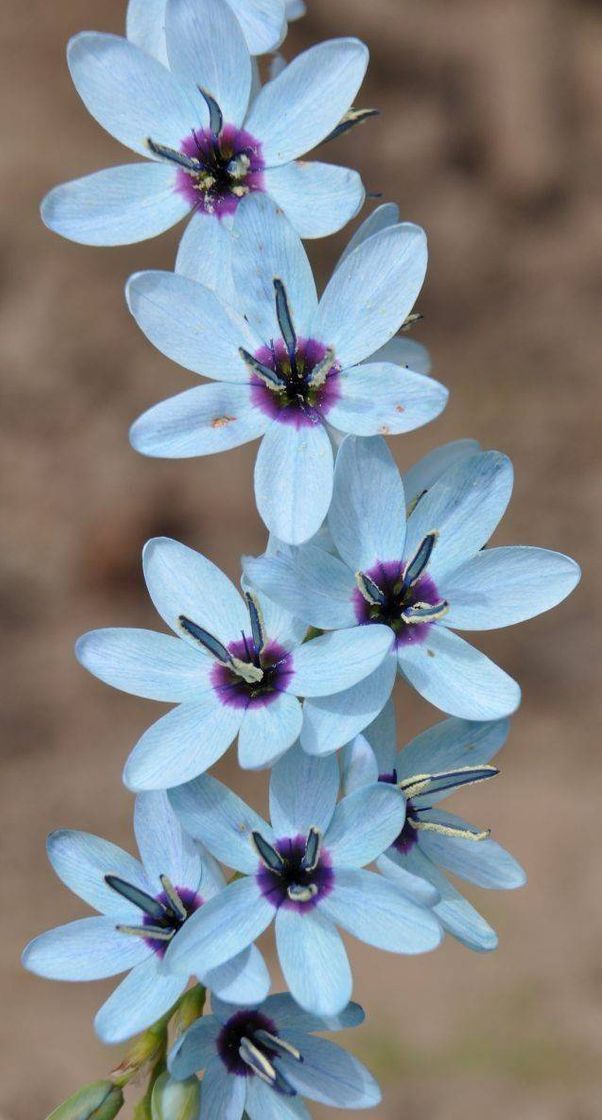 Social Amo flores. 🌸