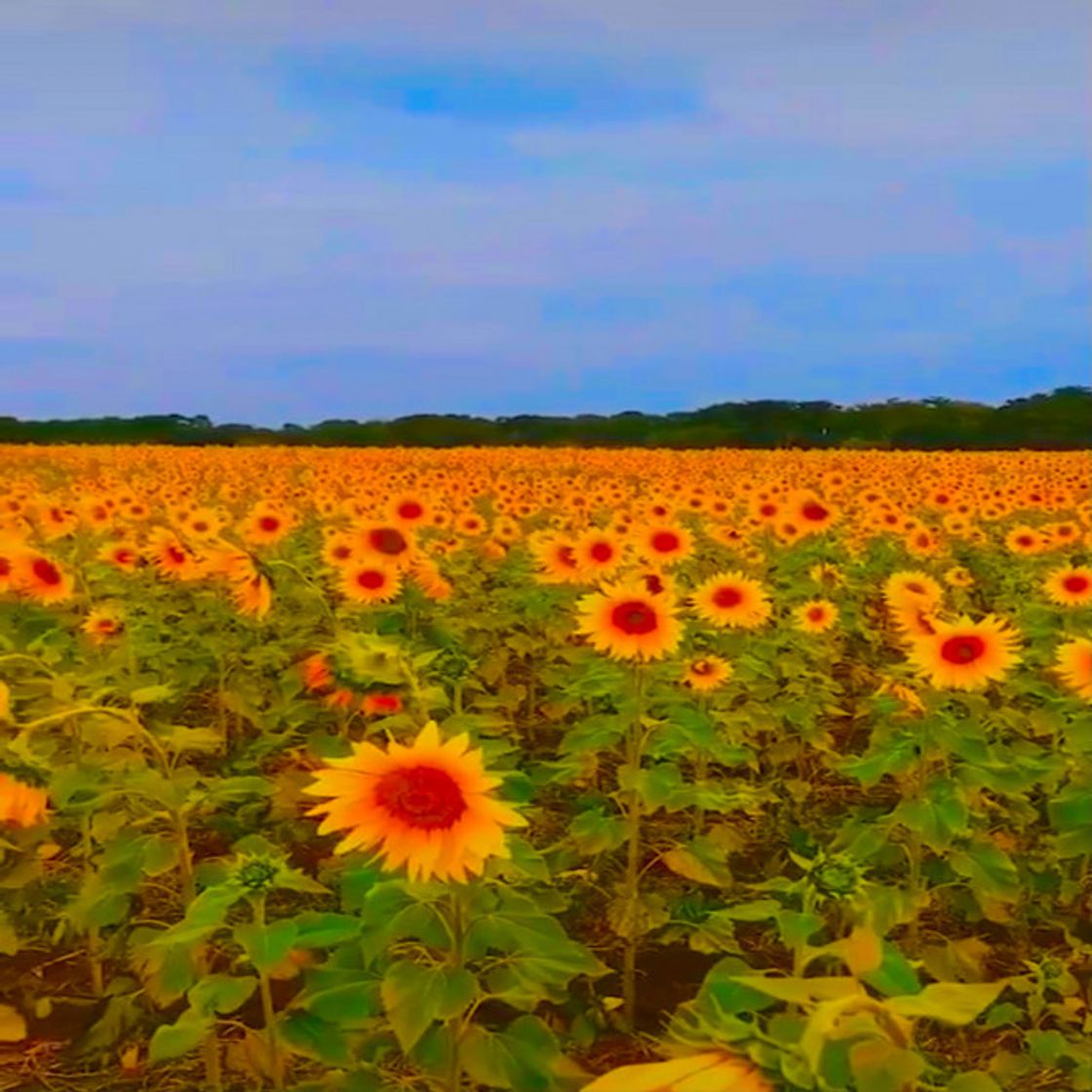 Music Girassóis de Van Gogh