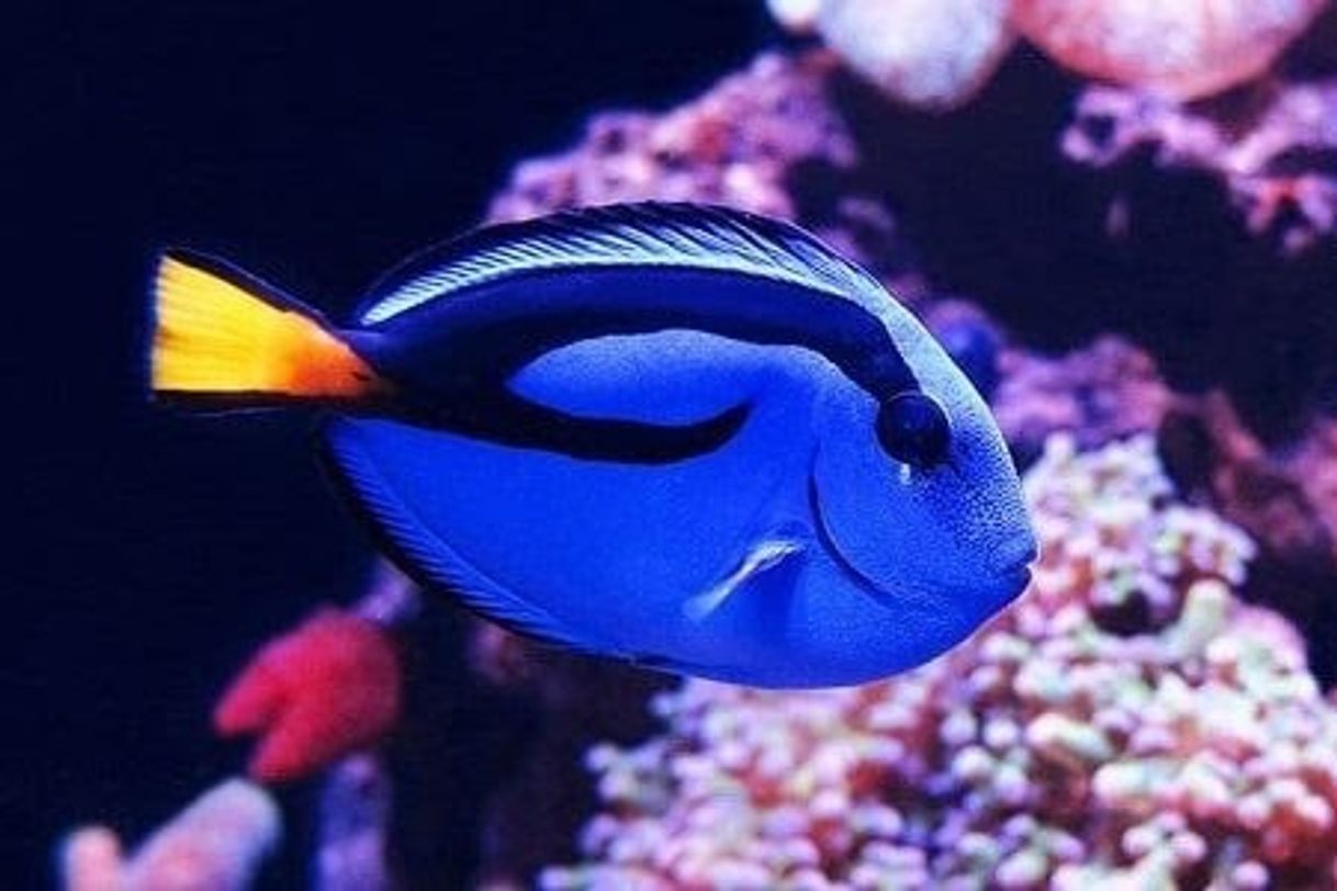 Producto “Dory”