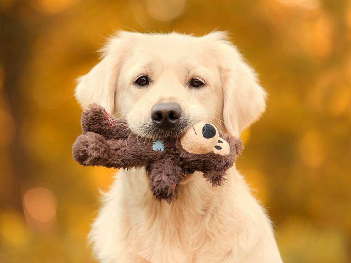 Fashion Como educar a tu perro sea adulto o cachorro sin experiencia