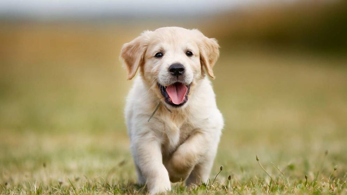 Fashion Como entrenar a tu perro en casa🐩

