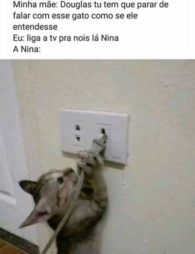 Animais